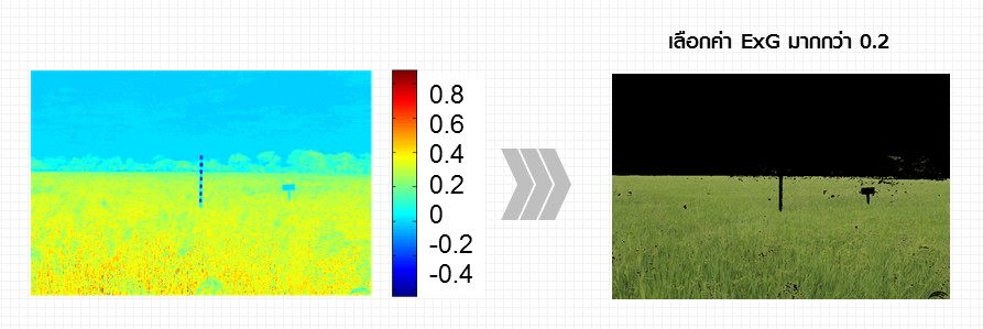 รูปที่ 2 รูปภาพ Field Server ถูกคำนวณและแทนด้วยค่า ExG สำหรับแต่ละจุดภาพ (ซ้าย)